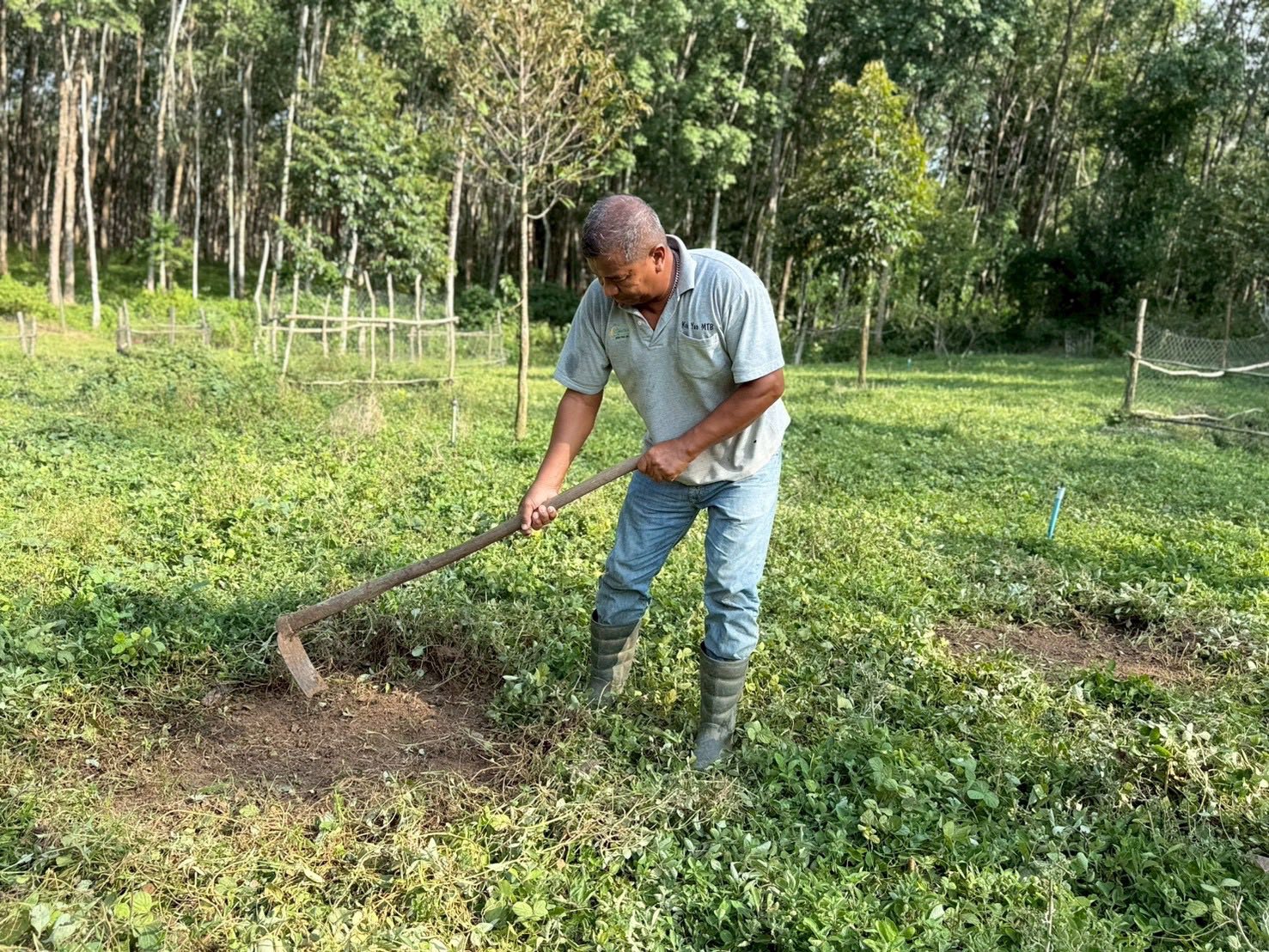 ⛰️⛰️⛰️พังงาเมืองสวยในหุบเขา @สุขจริงสุขจังที่พังงา⛰️⛰️⛰️  🌶️🫑🌶️พช.เกาะยาว ร่วมกิจกรรมปลูกผักสวนครัว เพื่อสร้างความมั่นคงทางอาหาร “ผู้นำต้องทำก่อน”🌶️🫑🌶️   🍌🍌🍌วันที่ 17 ธันวาคม 2568 ณ โคกหนองนาโมเดล แปลงนายชวลิต ทองย้อย กำนันผู้ใหญ่บ้าน หมู่ที่ ๕ ตำบลเกาะยาวน้อย อำเภอเกาะยาว จังหวัดพังงา🌴🌴🌴  🍊🍊🍊นางสาวกุลกนก มีปิติสุข พร้อมด้วย เจ้าหน้าที่พัฒนาชุมชนอำเภอเกาะยาว สารวัตรกำนันตำบลเกาะยาวน้อยและกรรมการผู้ใหญ่บ้าน  ร่วมกิจกรรมปลูกผักสวนครัว สร้างความมั่นคงทางอาหาร ซึ่งเป็นการน้อมนำแนวพระร